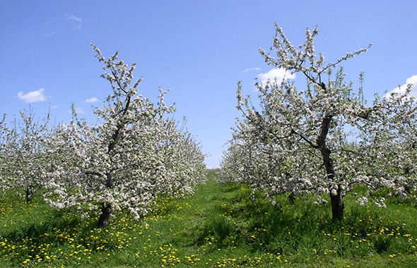 Apple blossom trees