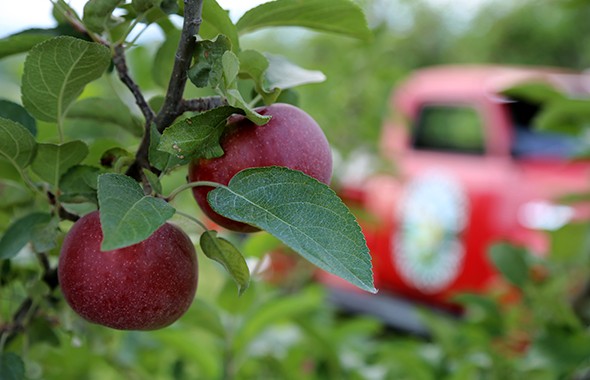 Woodchuck apples