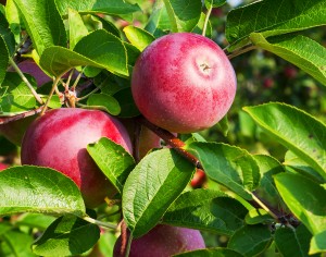 McIntosh Apple